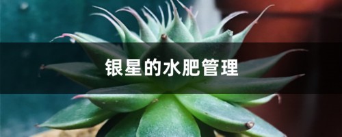 银星的水肥管理