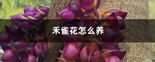 禾雀花怎么养